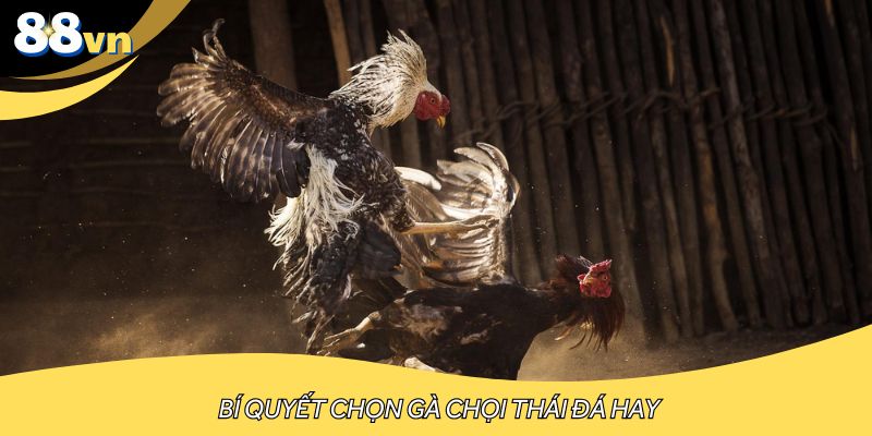 Bí quyết chọn gà chọi Thái đá hay