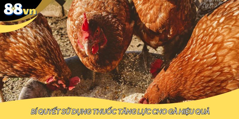 Bí quyết sử dụng thuốc tăng lực cho gà hiệu quả