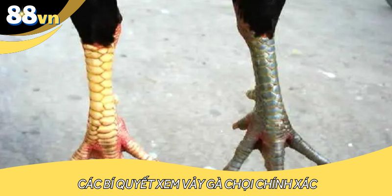 Các bí quyết xem vảy gà chọi chính xác