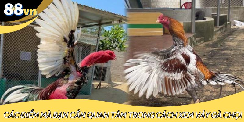 Các điểm mà bạn cần quan tâm trong cách xem vảy gà chọi
