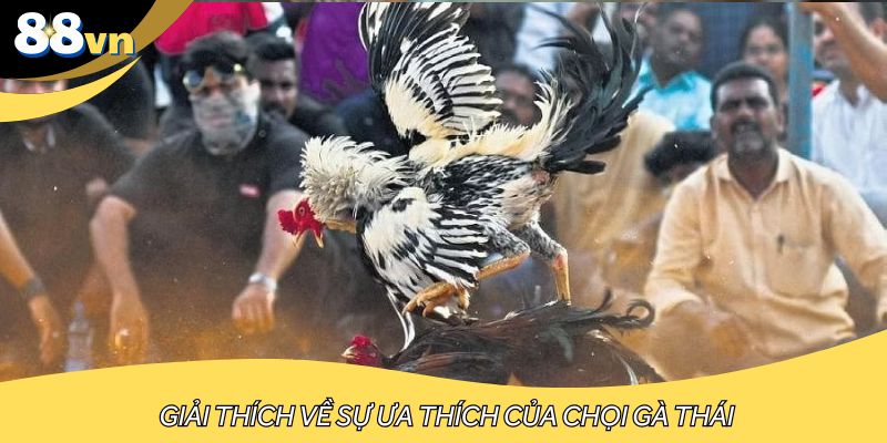 Giải thích về sự ưa thích của chọi gà Thái