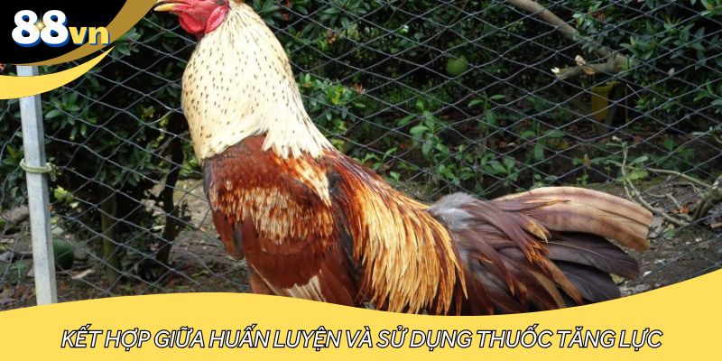 Kết hợp giữa huấn luyện và sử dụng thuốc tăng lực