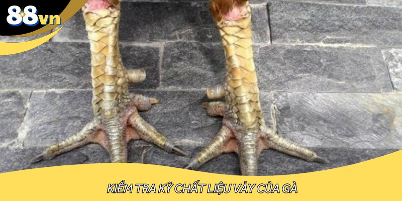 Kiểm tra kỹ chất liệu vảy của gà