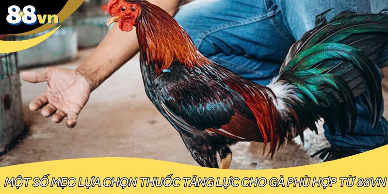 Một số mẹo lựa chọn thuốc tăng lực cho gà phù hợp từ 88VN