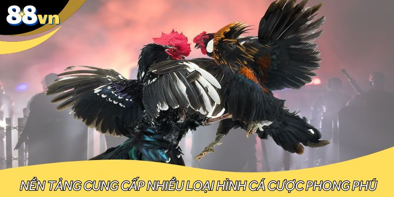 Nền tảng cung cấp nhiều loại hình cá cược phong phú