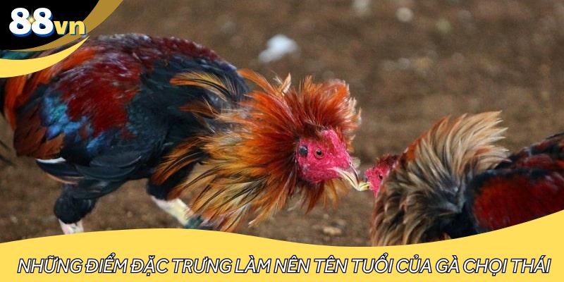 Những điểm đặc trưng làm nên tên tuổi của gà chọi Thái