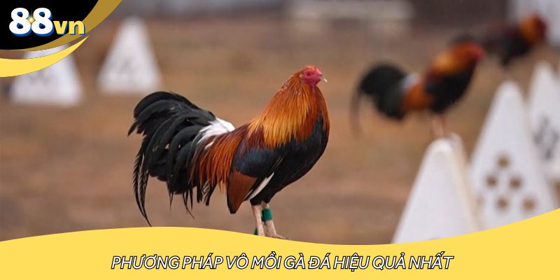 Phương pháp vô mồi gà đá hiệu quả nhất