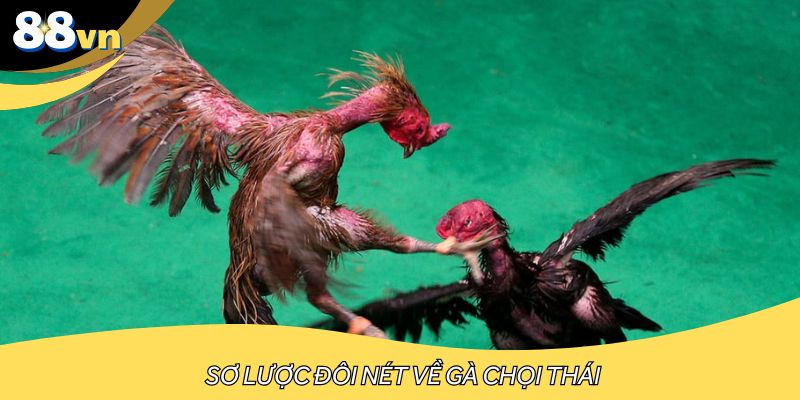 Sơ lược đôi nét về gà chọi Thái