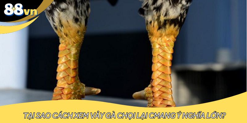 Tại sao cách xem vảy gà chọi lại mang ý nghĩa lớn?