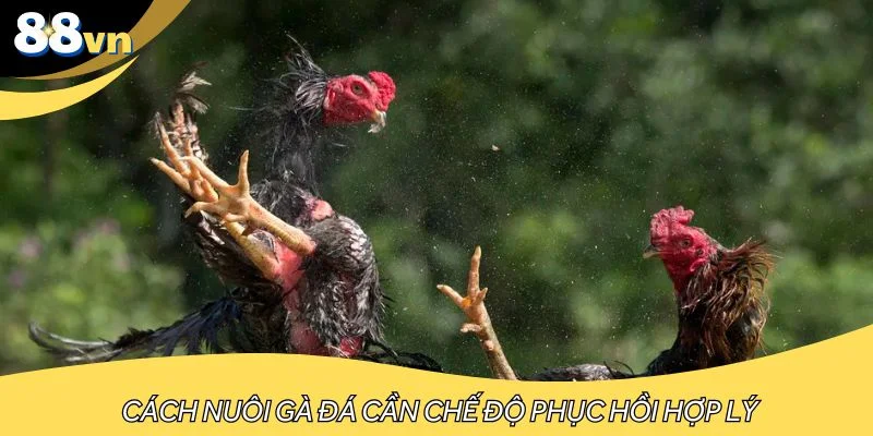 Cần có chế độ phục hồi hợp lý
