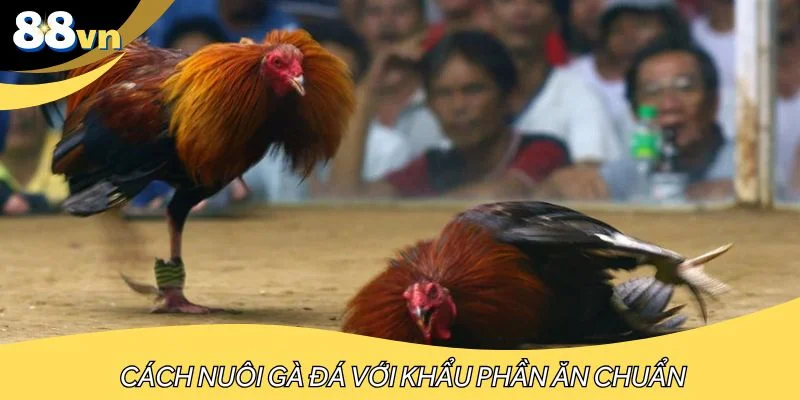 Cách nuôi gà đá qua khẩu phần ăn hợp lý