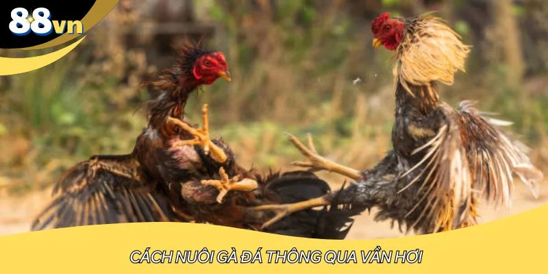 Vần hơi là cách nuôi gà đá ưa chuộng