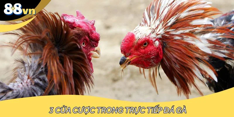 Có 3 cửa cược trực tiếp đá gà cho người chơi lựa chọn
