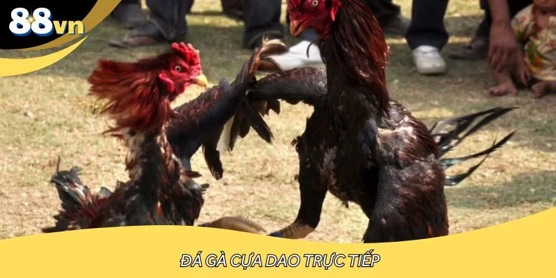 Cựa dao luôn thuộc top hình thức HOT trên web